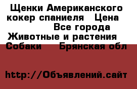 Щенки Американского кокер спаниеля › Цена ­ 15 000 - Все города Животные и растения » Собаки   . Брянская обл.